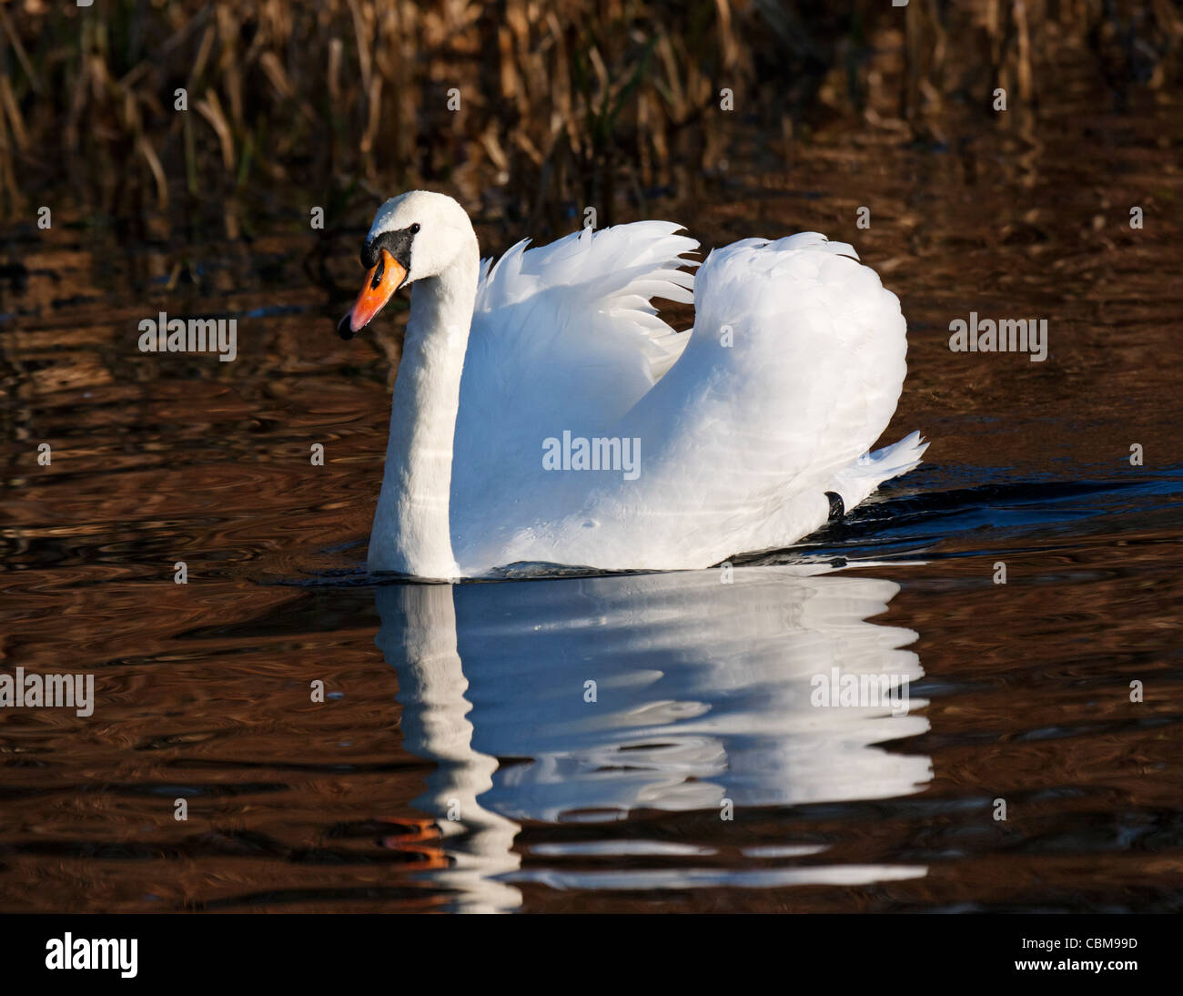 A mute swan swimming in the Forth and Clyde canal, Scotland. Stock Photo