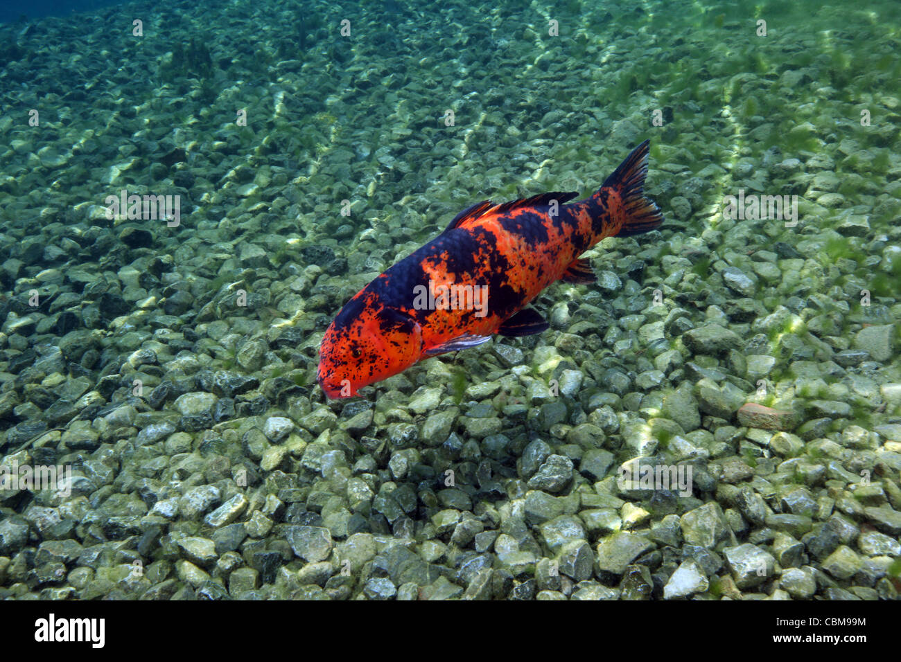 A Hi Utsuri koi fish swims over the rocky bottom of the clear freshwater of Vortex Spring shoreline in Ponce De Leon, Florida. Stock Photo