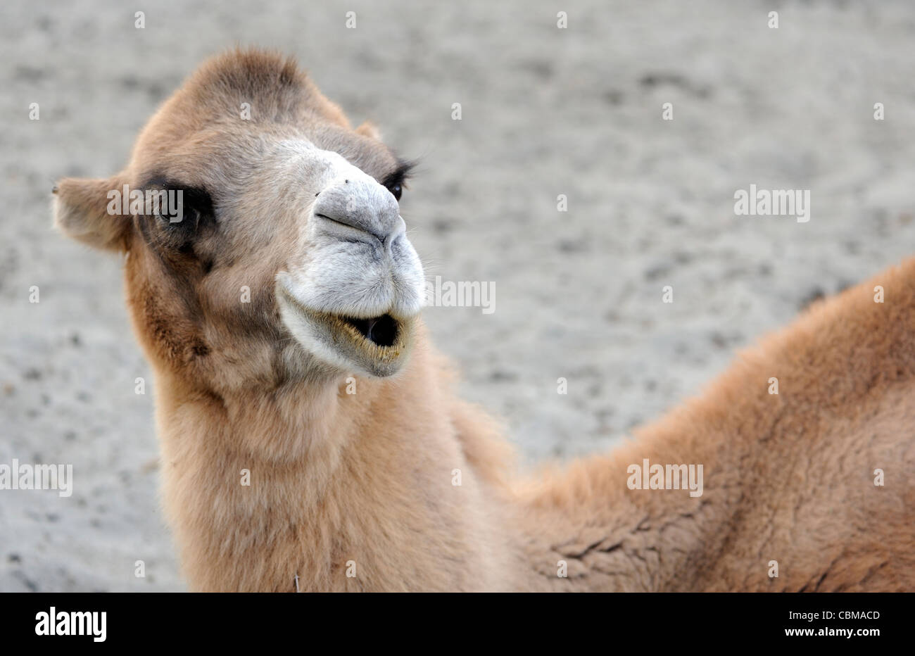 Portrait of a Bactrian camel (Camelus bactrianus) awaiting riders on the edge of the sand dunes at Hundar Stock Photo