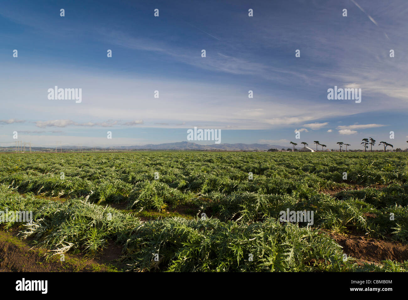 Artichoke field california hires stock photography and images Alamy