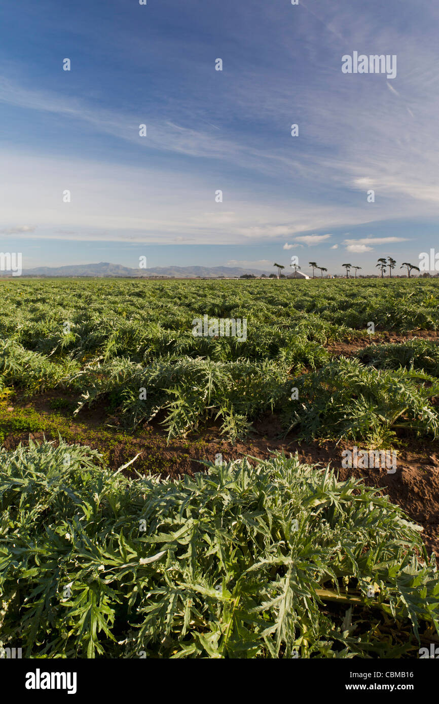 Artichoke field california hires stock photography and images Alamy