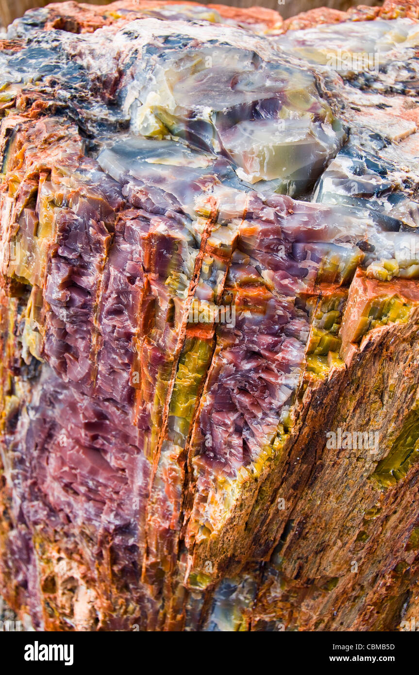 Cross section petrified wood hi-res stock photography and images - Alamy
