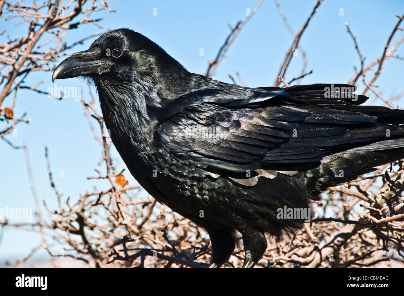 black raven tree branch sitting Stock Photo