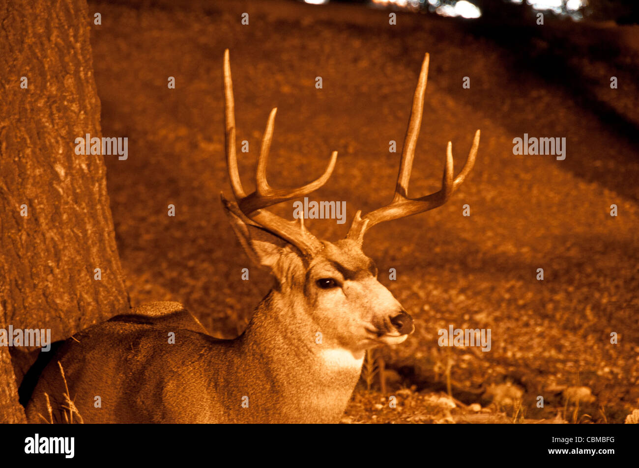 buck male deer Stock Photo