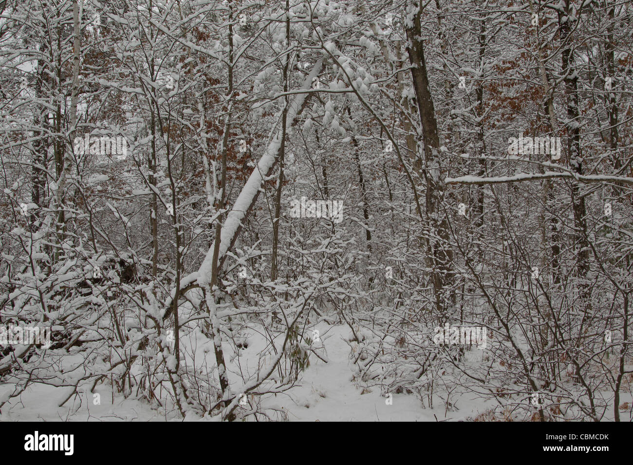 A woods all covered in snow after a storm in Rhinelander Wisconsin Stock Photo Alamy