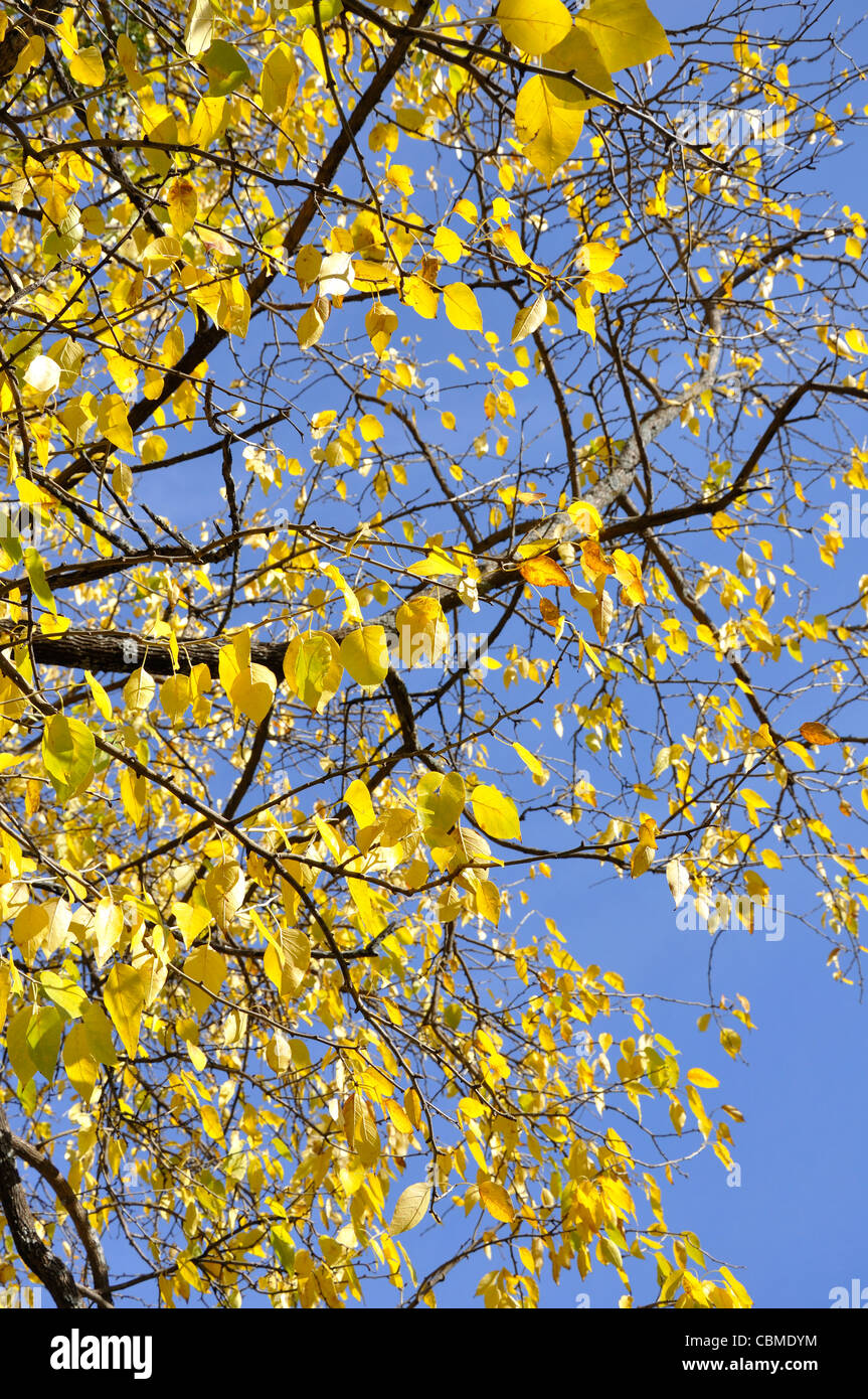 Yellow leaves Stock Photo Alamy