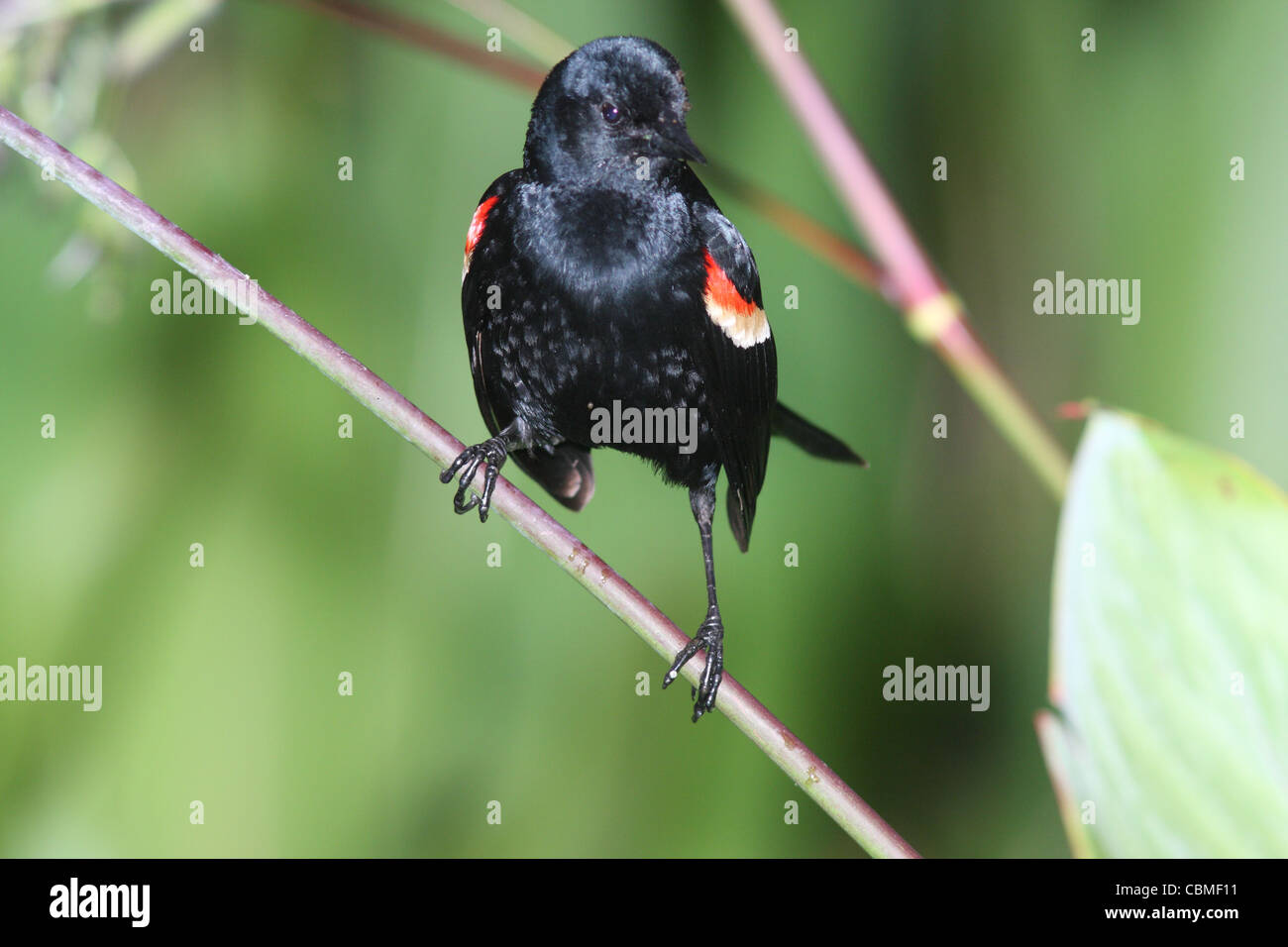 Red-winged blackbird male Stock Photo