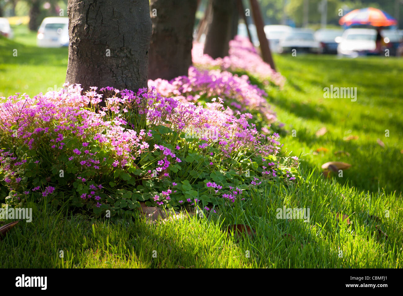  Flowers in the park Stock Photo - Alamy Motiv 