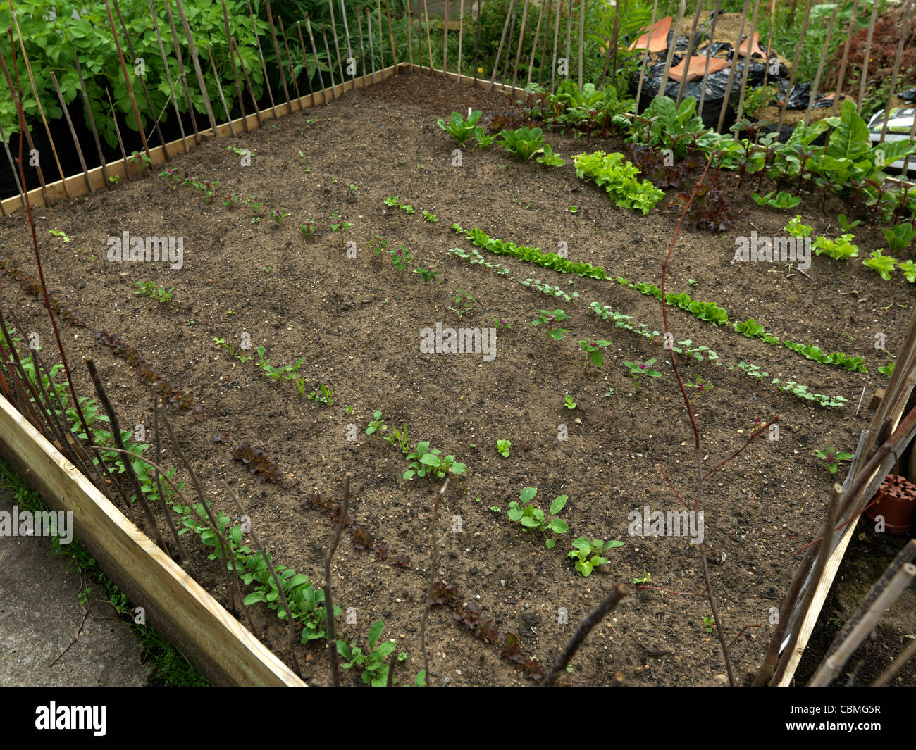 Newly Planted Raised Bed with Sticks to Prevent Foxes and Cats From