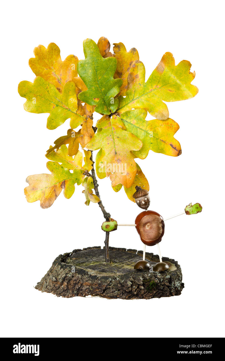 Oak Leaf with Tree stump and Chestnut man on white background Stock Photo