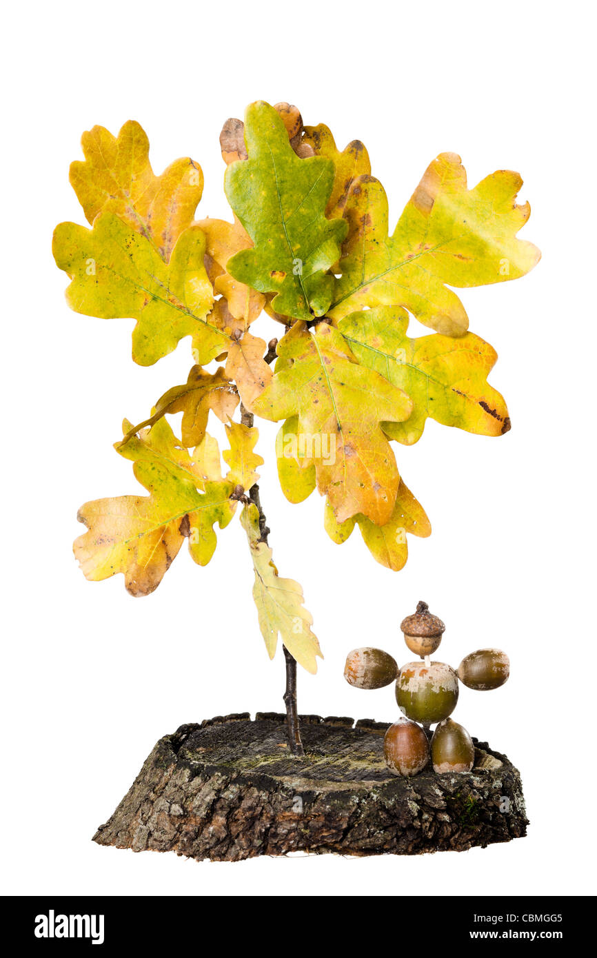 Oak Leaf with Tree stump and Chestnut man on white background Stock Photo