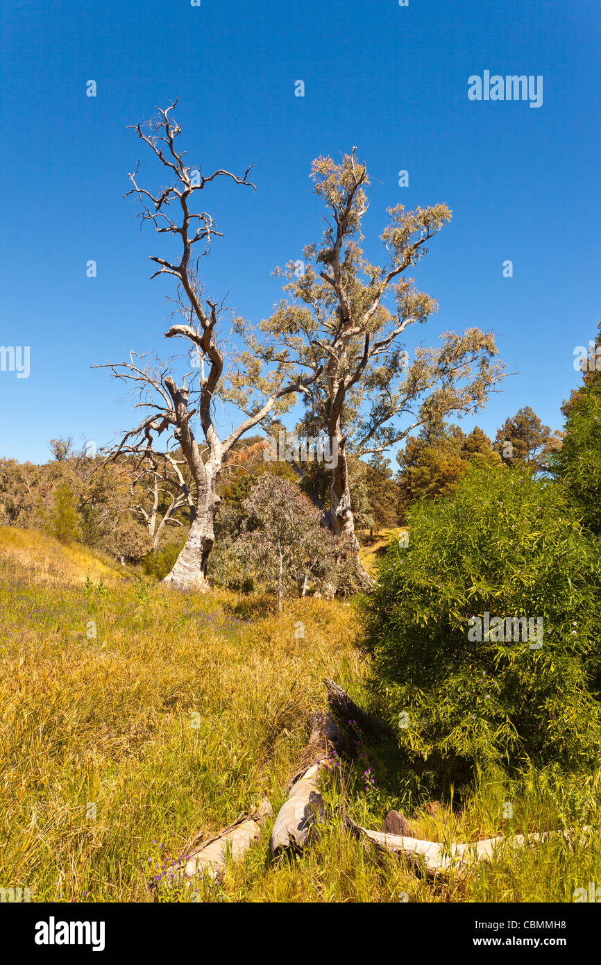 Warren Gorge near Quorn in the Flinders Ranges in outback South Australia Stock Photo
