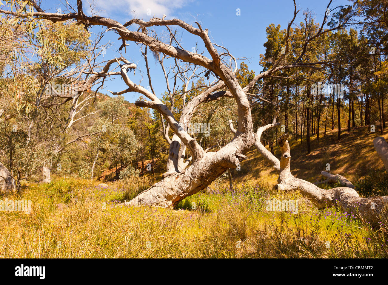 Dead tree in Warren Gorge near Quorn in the Flinders Ranges in outback South Australia, Australia Stock Photo