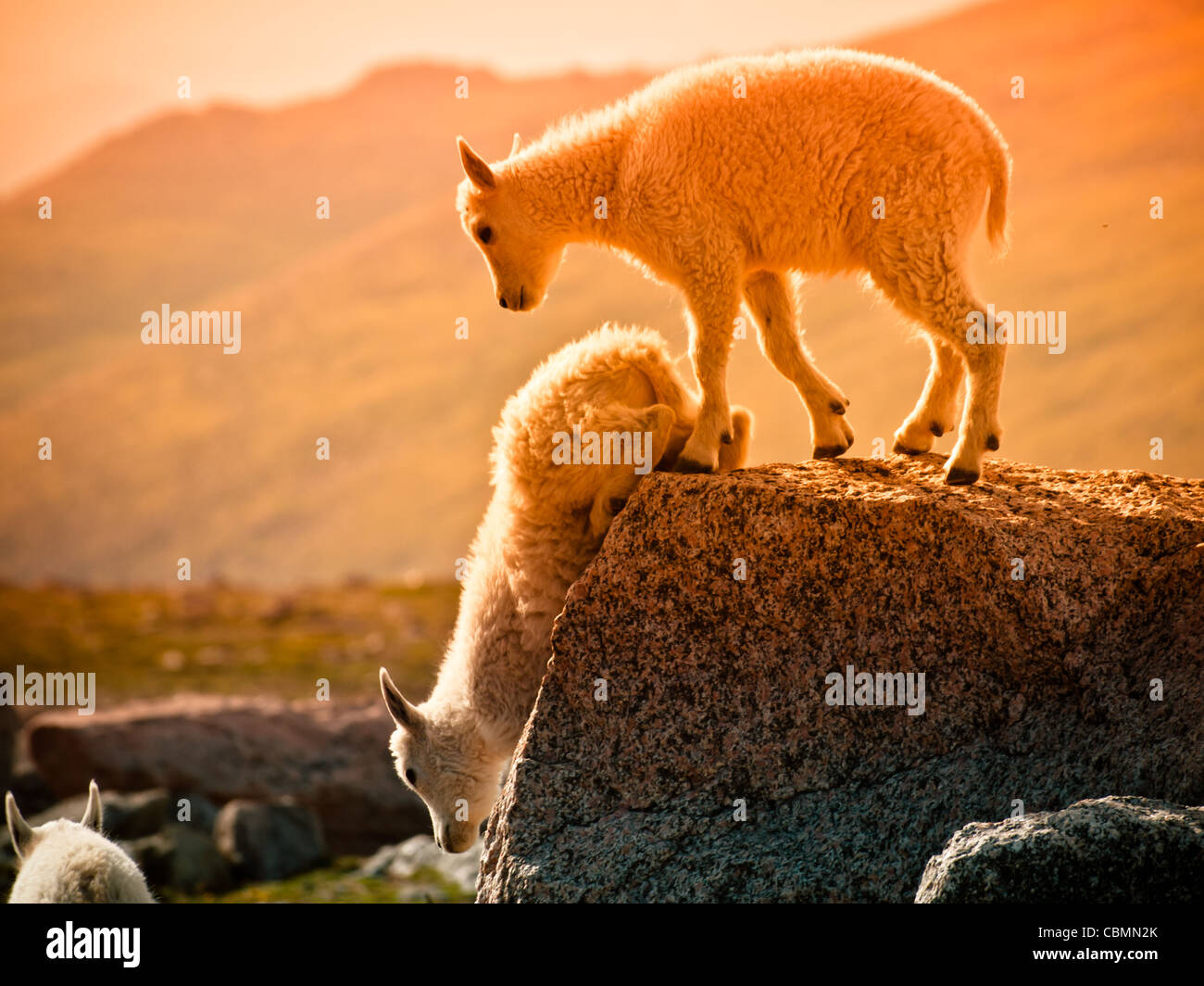 A Mountain Goat Kid on the top of the rock Stock Photo - Alamy