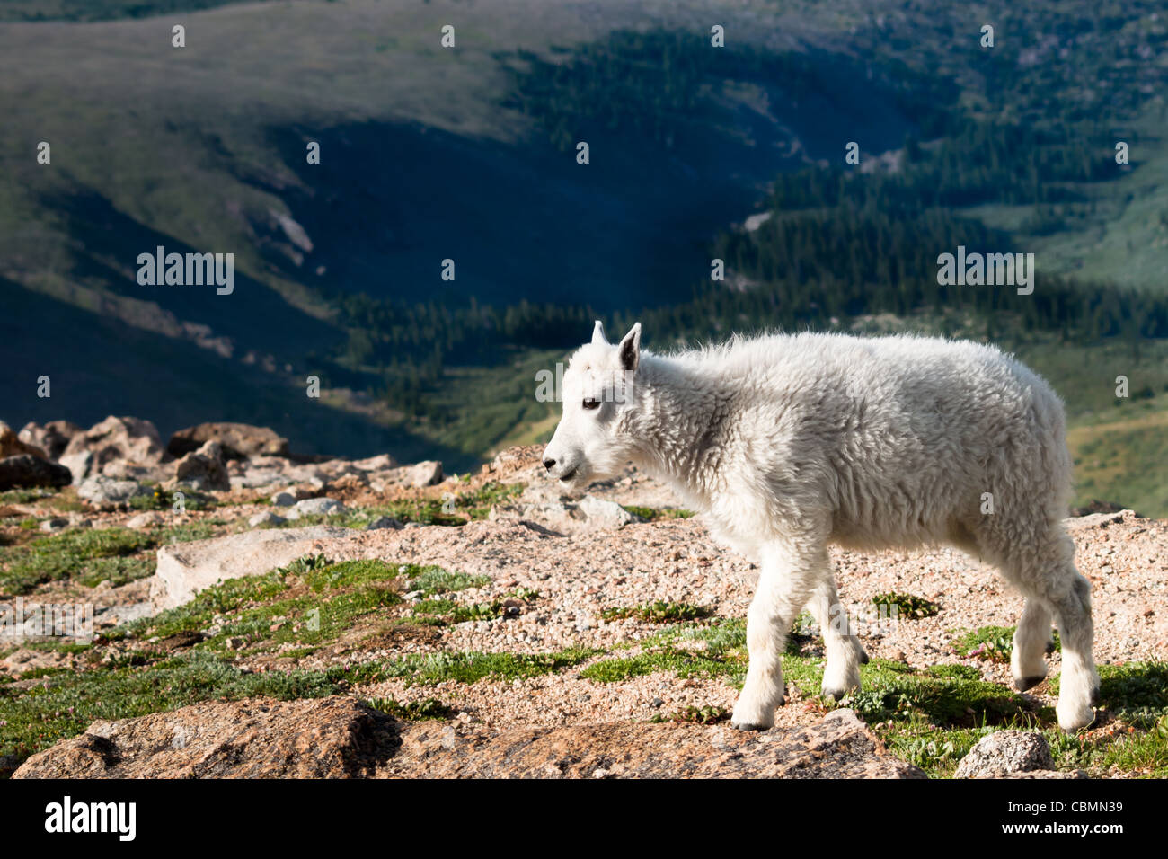 A mountian goat kid climbing the rocks Stock Photo - Alamy