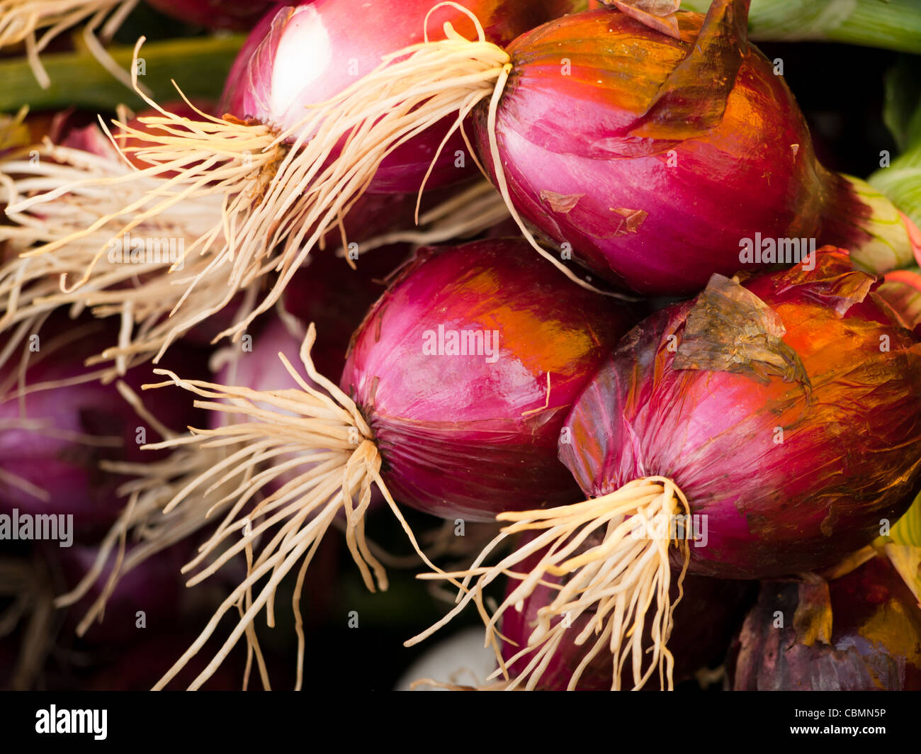 Root vegitable hi-res stock photography and images - Alamy