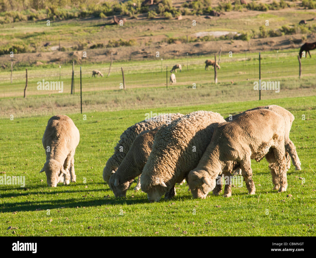 Sheeps grazing in meadow Stock Photo - Alamy