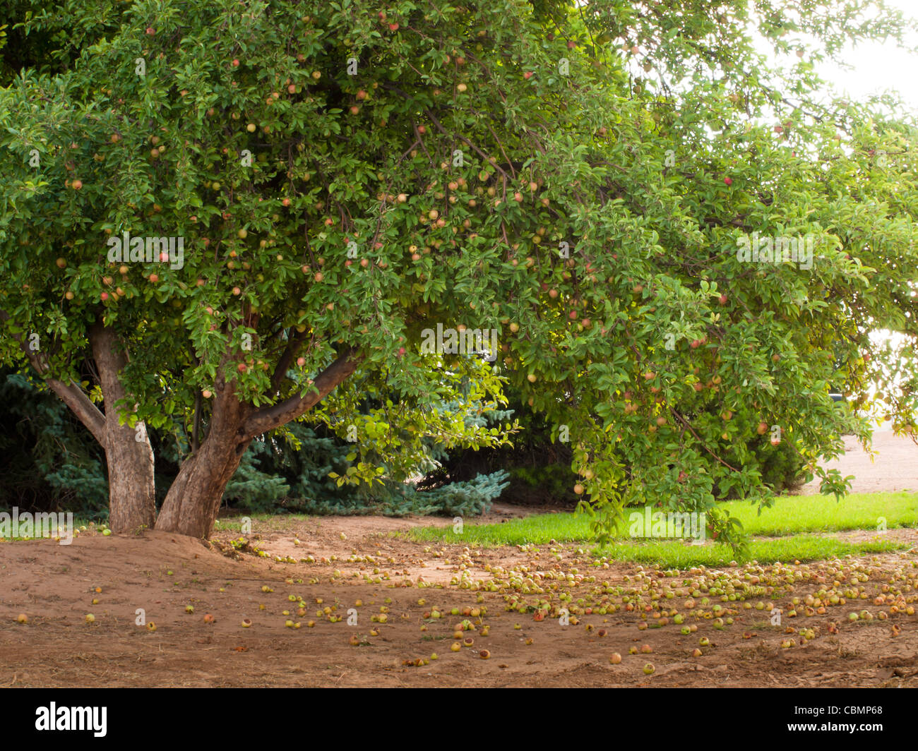 Apple orchard corn field hi-res stock photography and images - Alamy