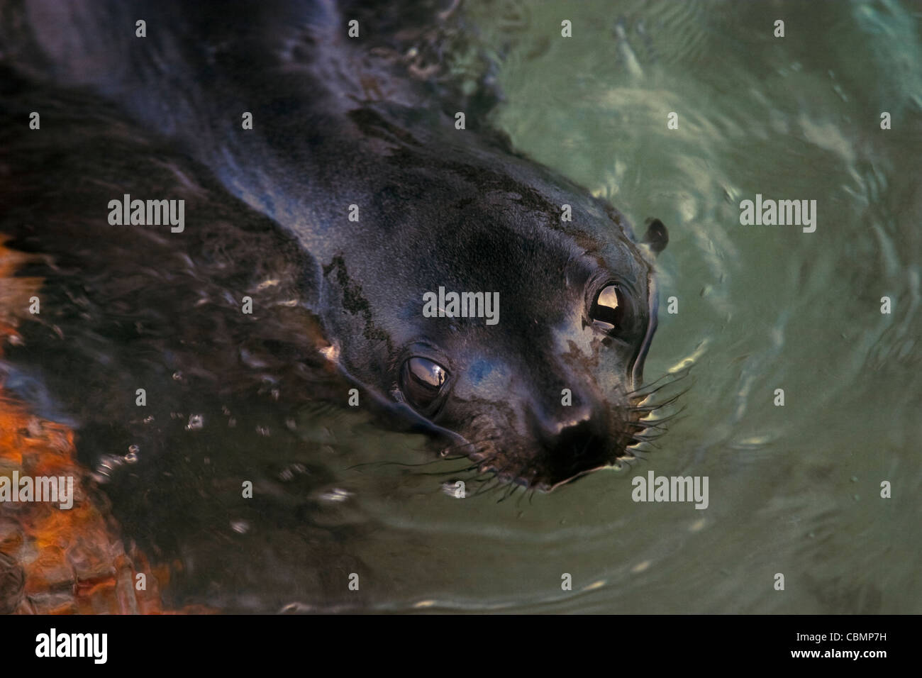 New Zealand fur seal pups cavorting in a natural creche at Wharariki Beach Stock Photo