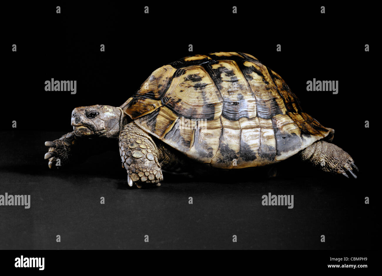 carapace colorful exotic eye looking nature patience pet profile turtle Stock Photo