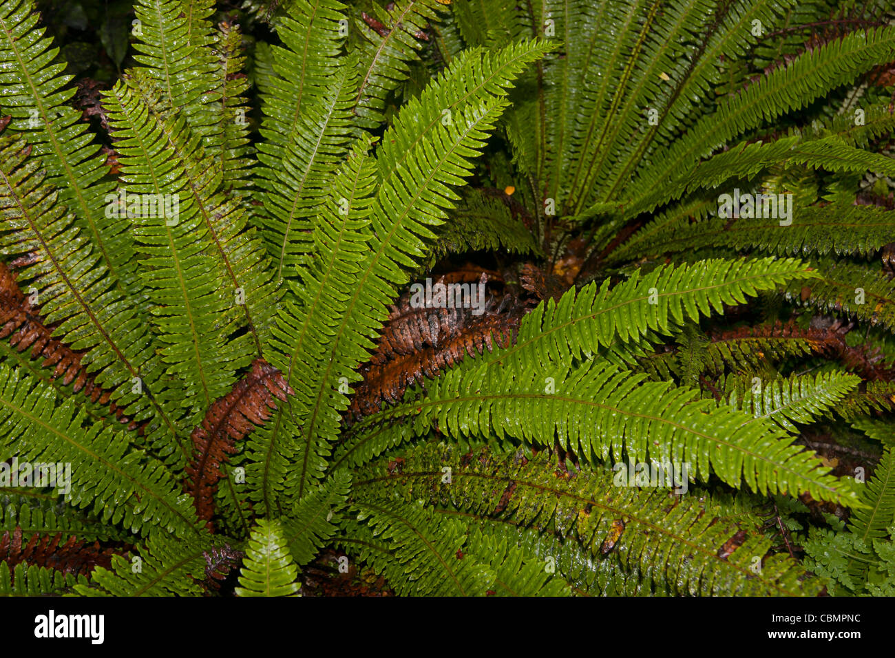 Lush green ferns on the rainforest floor Stock Photo - Alamy