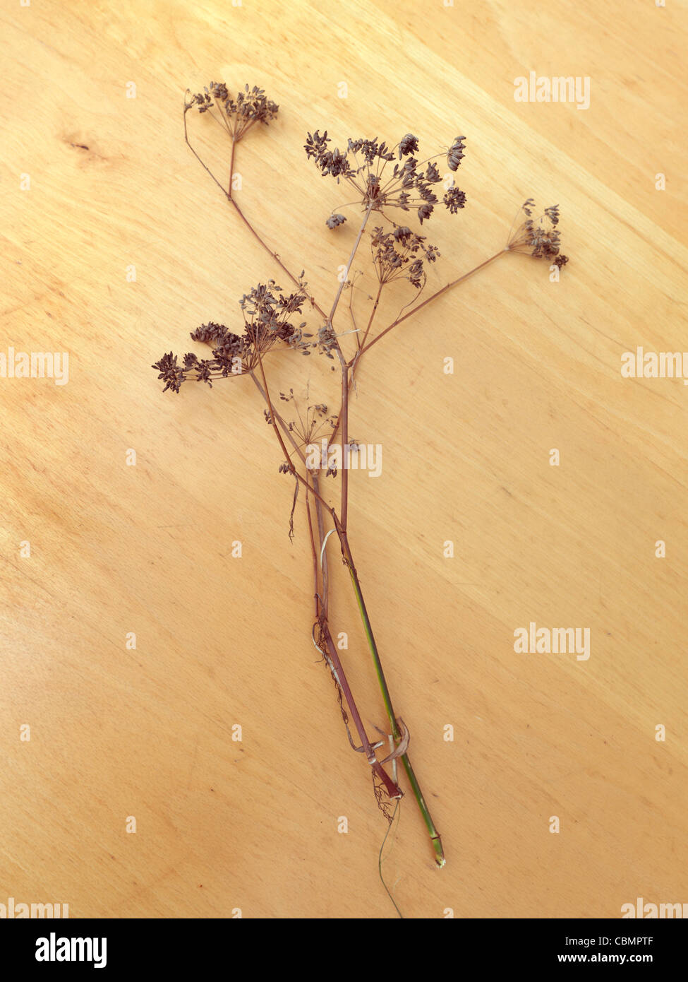 Dried fennel hires stock photography and images Alamy