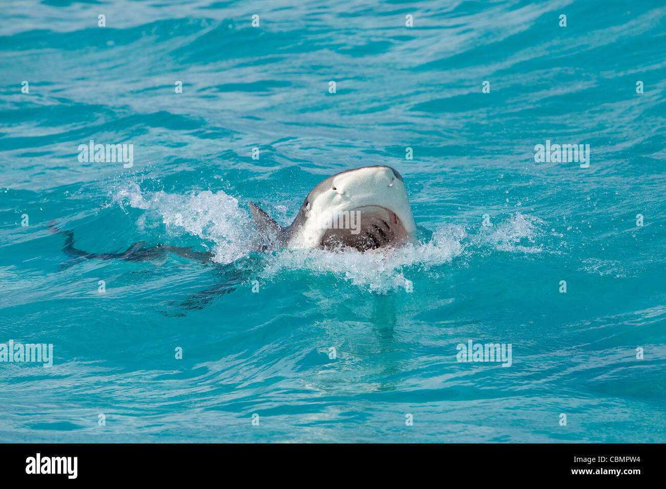 Tiger Shark at Surface, Galeocerdo cuvier, Caribbean Sea, Bahamas Stock Photo
