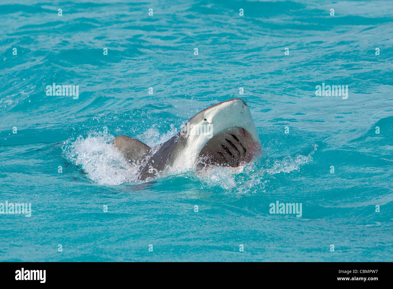 Tiger Shark at Surface, Galeocerdo cuvier, Caribbean Sea, Bahamas Stock Photo
