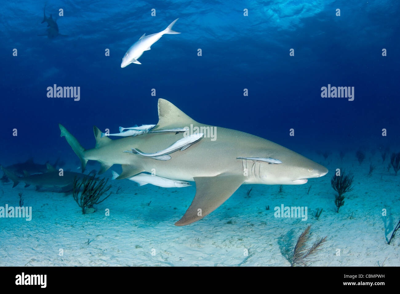 Lemon Shark and Suckerfish, Negaprion brevirostris, Echeneis naucrates, Caribbean Sea, Bahamas Stock Photo