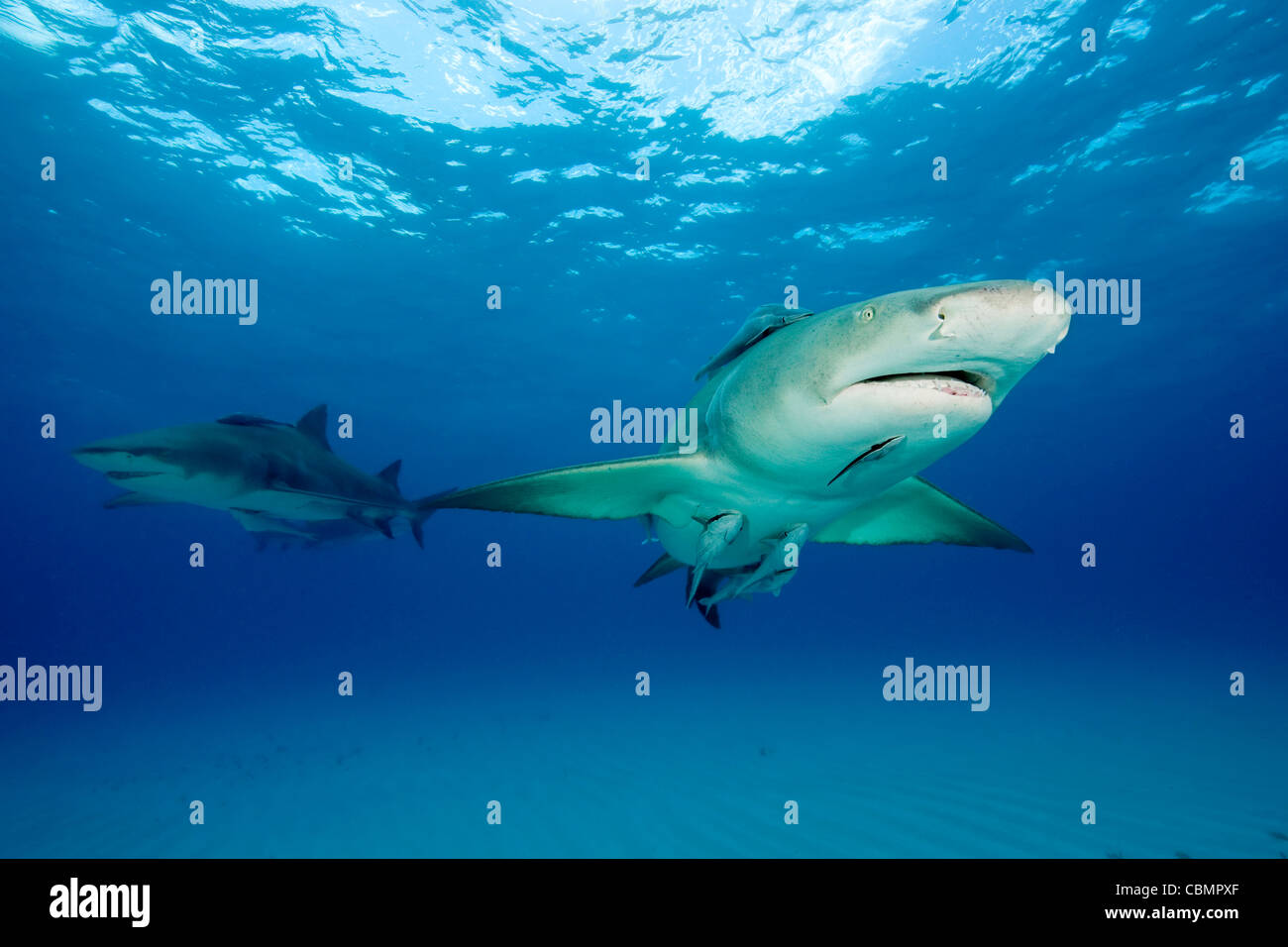 Lemon Shark, Negaprion brevirostris, Caribbean Sea, Bahamas Stock Photo