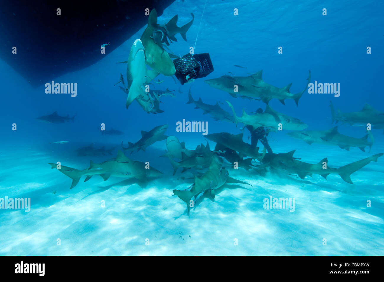 Group of Lemon Shark, Negaprion brevirostris, Caribbean Sea, Bahamas Stock Photo
