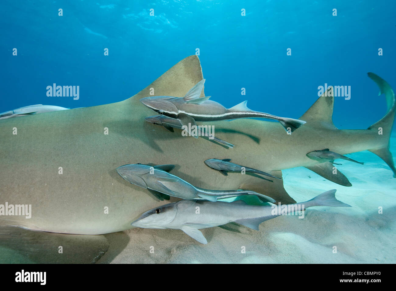 Lemon Shark and Suckerfish, Negaprion brevirostris, Echeneis naucrates, Caribbean Sea, Bahamas Stock Photo