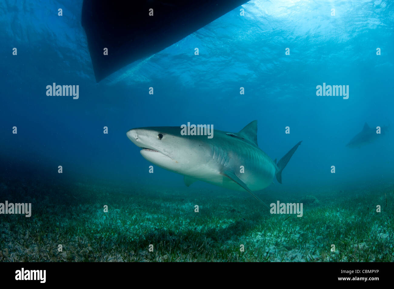 Tiger Shark, Galeocerdo cuvier, Caribbean Sea, Bahamas Stock Photo