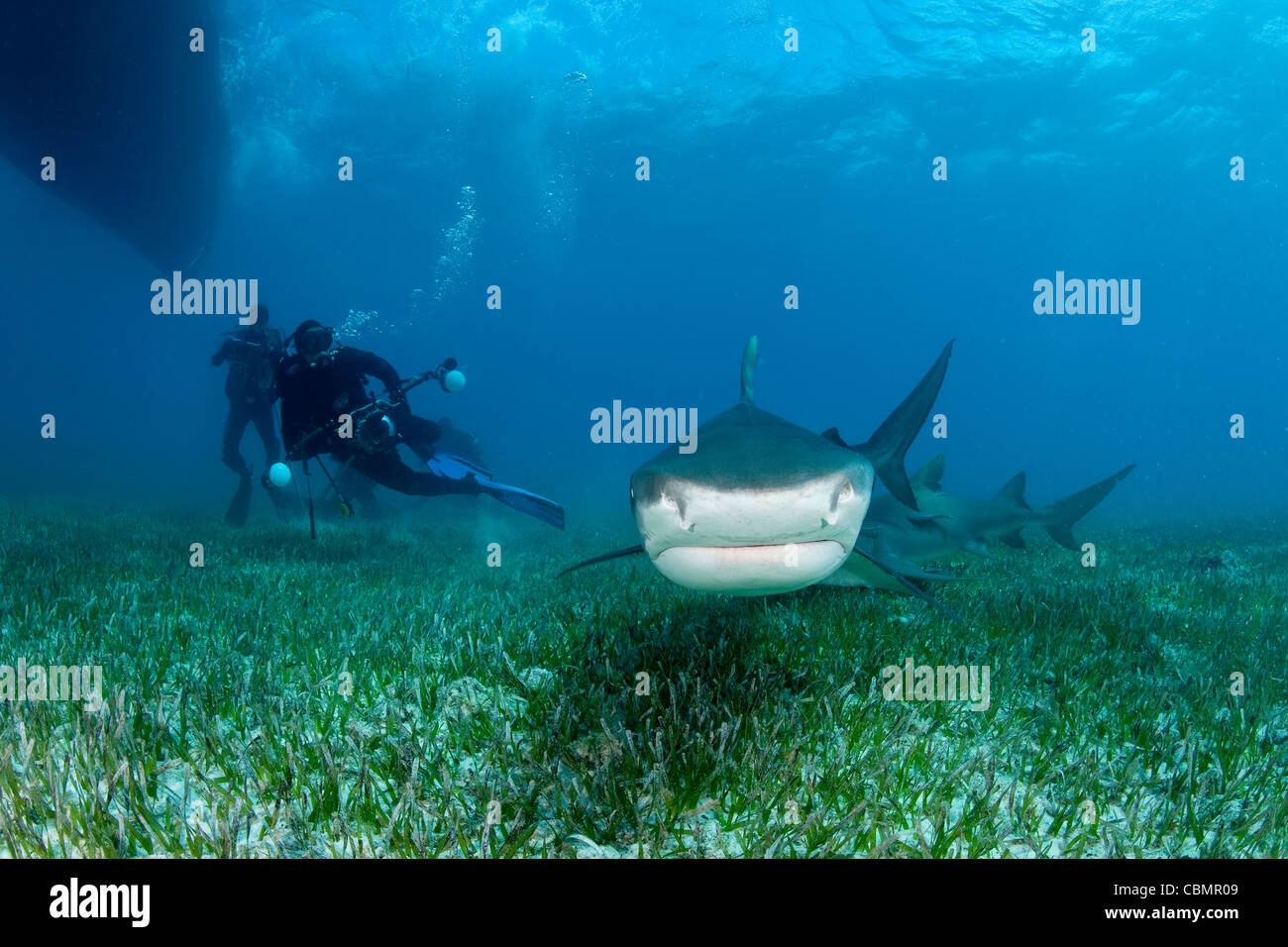 Tiger Shark and Scuba Diver, Galeocerdo cuvier, Caribbean Sea, Bahamas Stock Photo