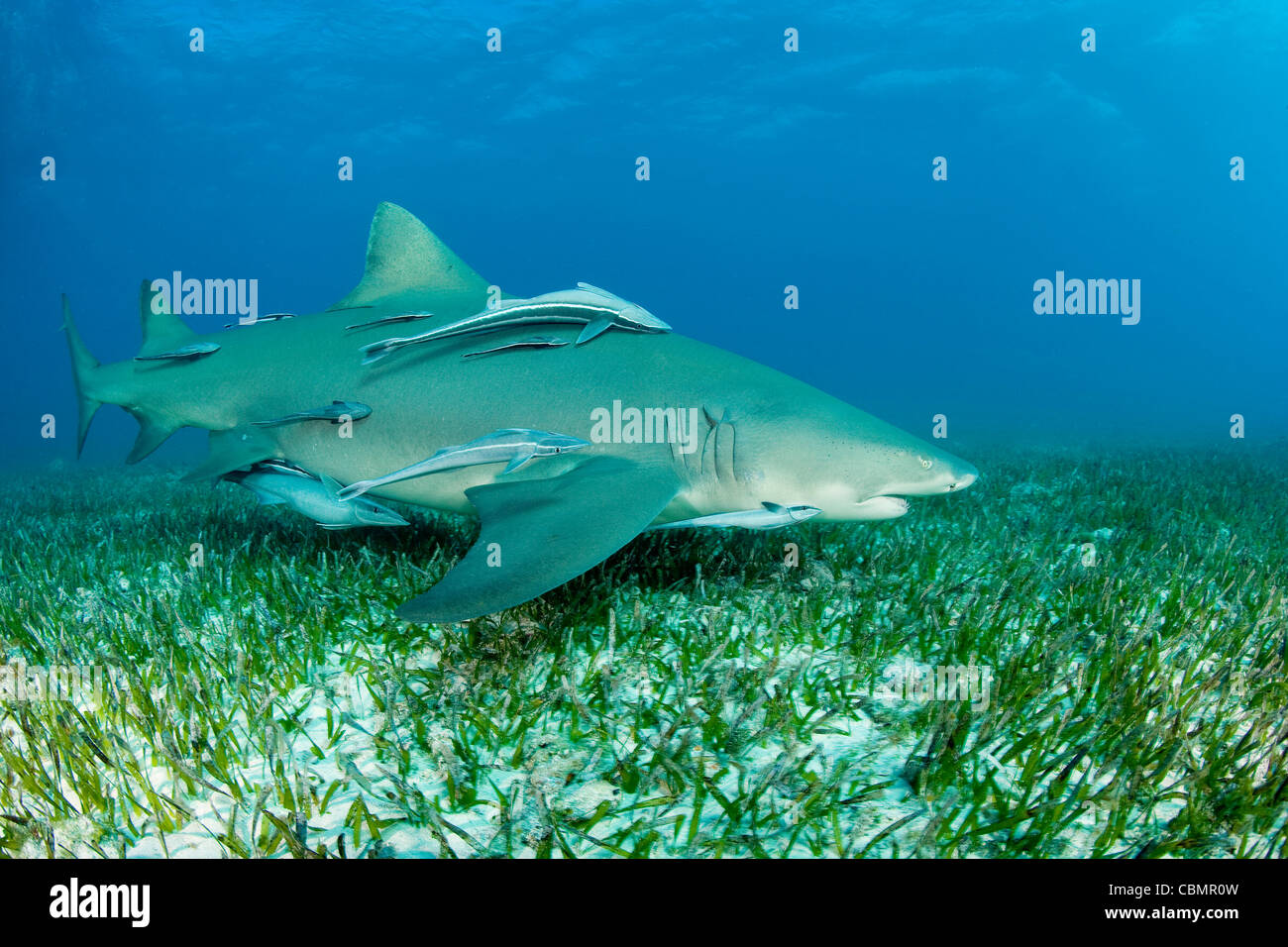 Lemon Shark and Suckerfish, Negaprion brevirostris, Caribbean Sea, Bahamas Stock Photo