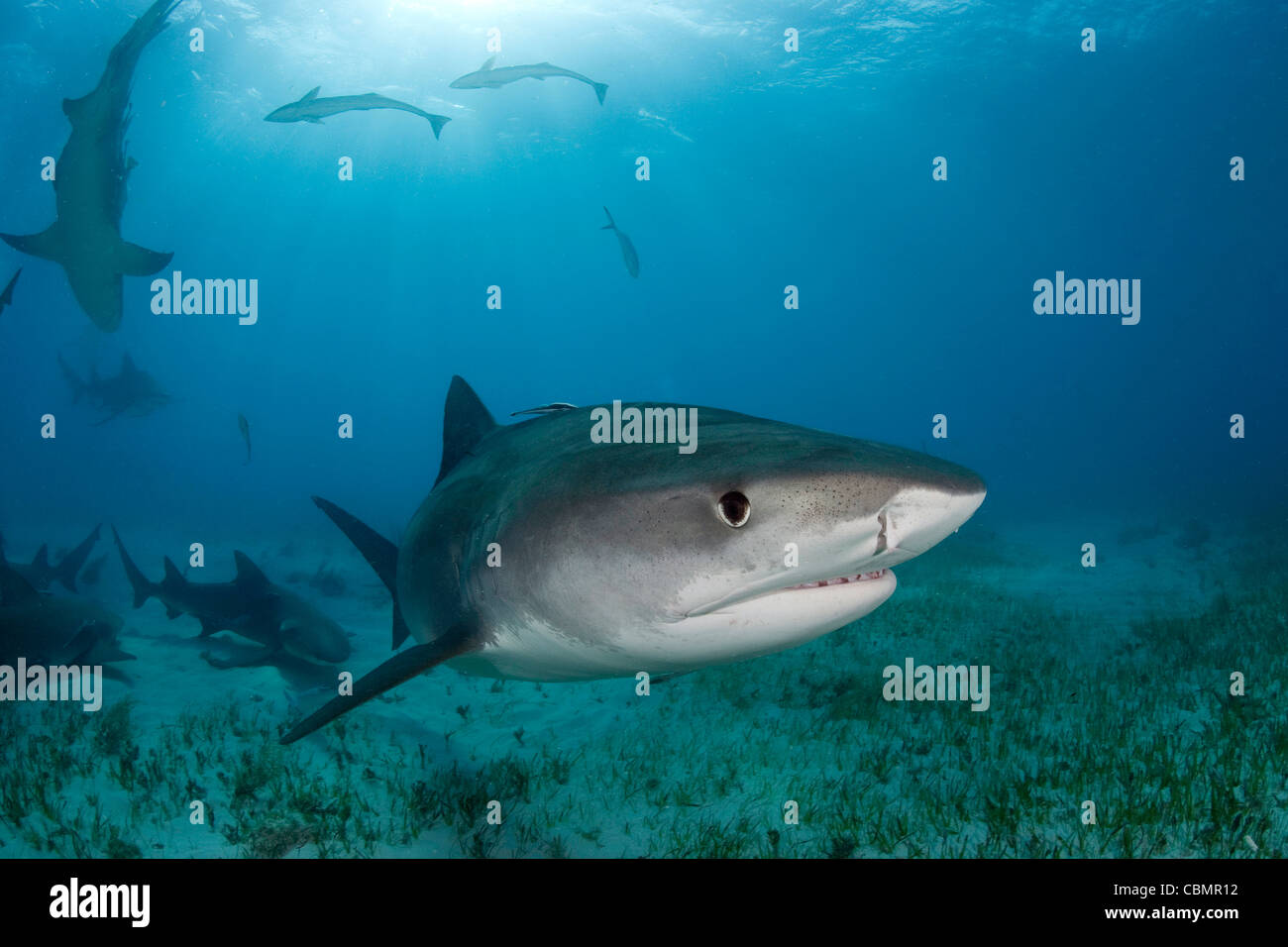 Tiger Shark, Galeocerdo cuvier, Caribbean Sea, Bahamas Stock Photo