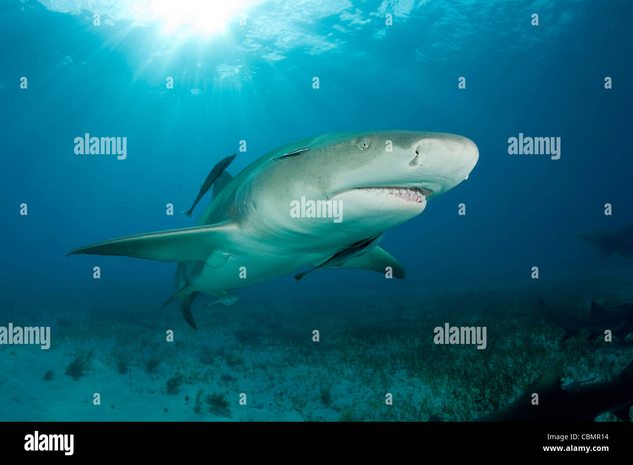 Lemon Shark, Negaprion brevirostris, Caribbean Sea, Bahamas Stock Photo