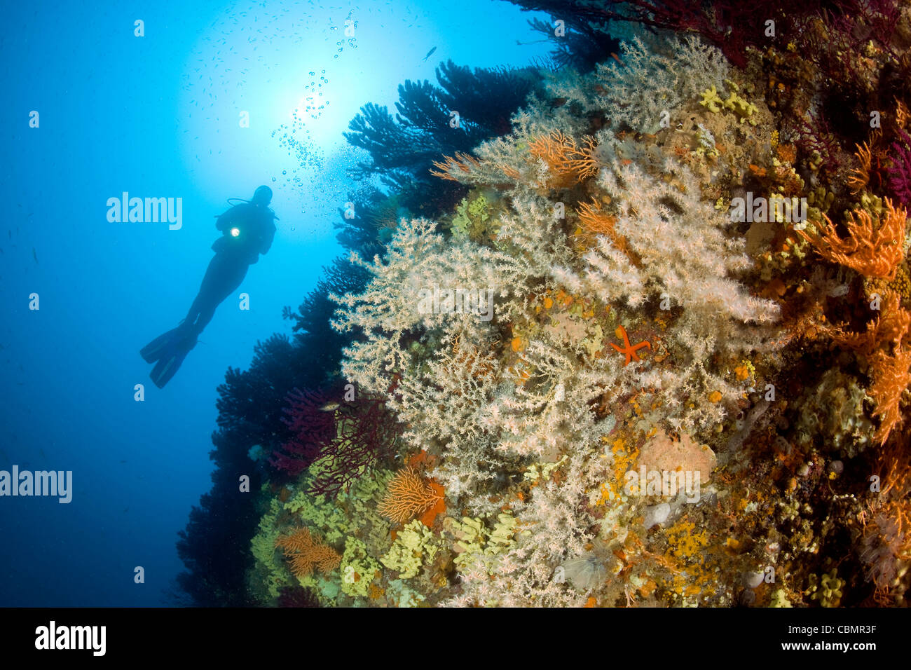 Scuba diver and Mediterranean Black Coral, Gerardia Savaglia, Ischia, Mediterranean Sea, Italy Stock Photo