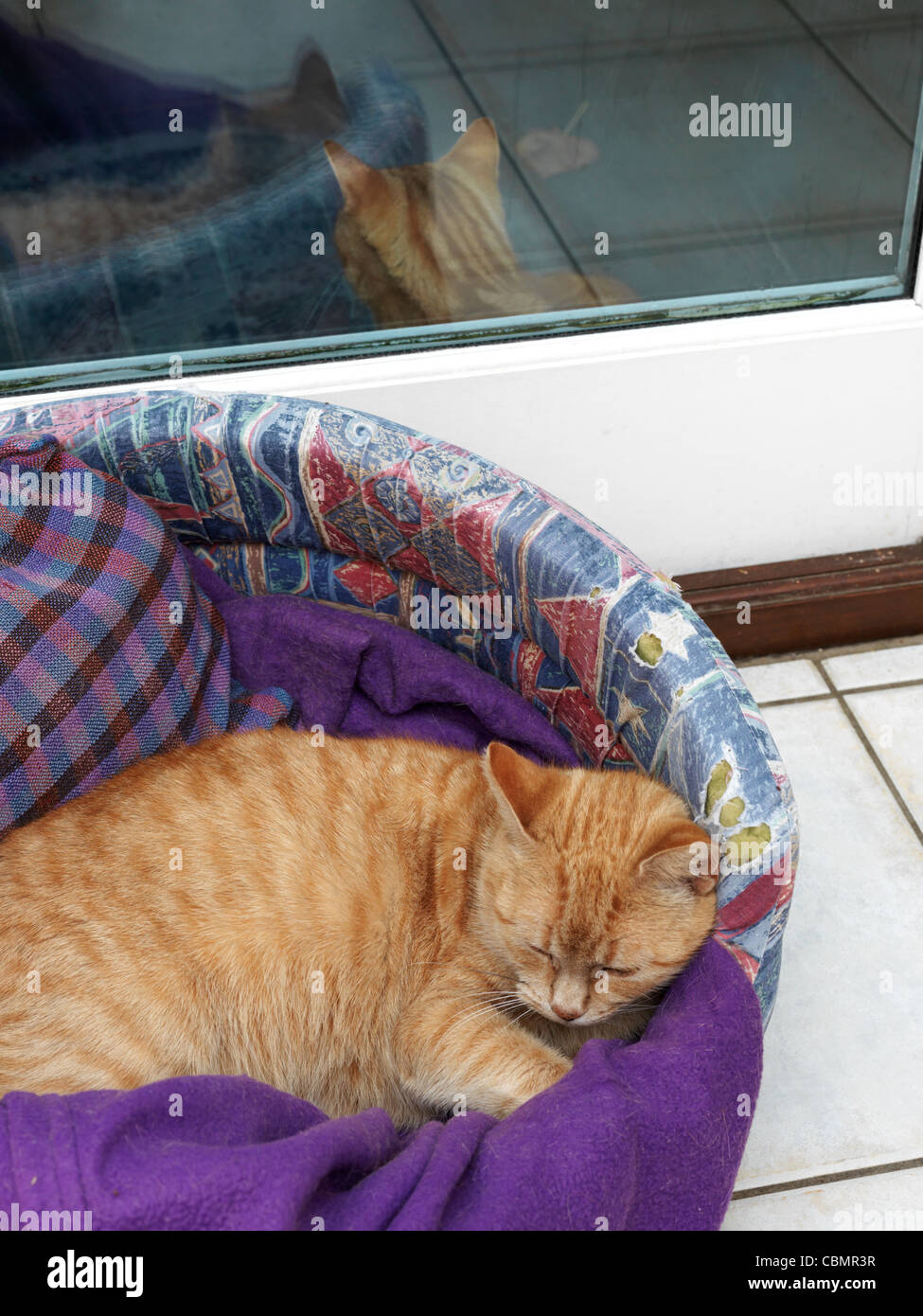 Female Ginger Cat sleeping In Basket With Ginger Tom Cat Outside By Window Stock Photo