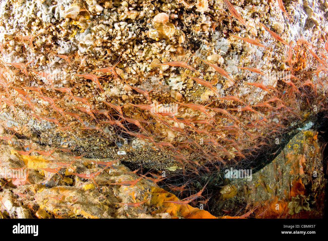 Narwal Shrimp in Cave, Plesionika narval, Ischia, Mediterranean Sea, Italy Stock Photo