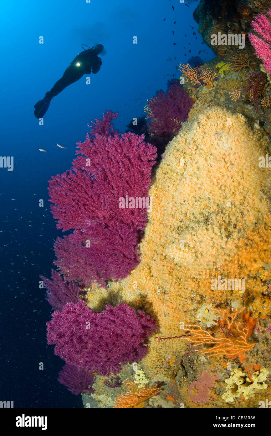 Colorful Gorgonian in Coral Reef and Scuba Diver, Paramuricea clavata, Parazoanthus axinellae, Ischia, Mediterranean Sea, Italy Stock Photo