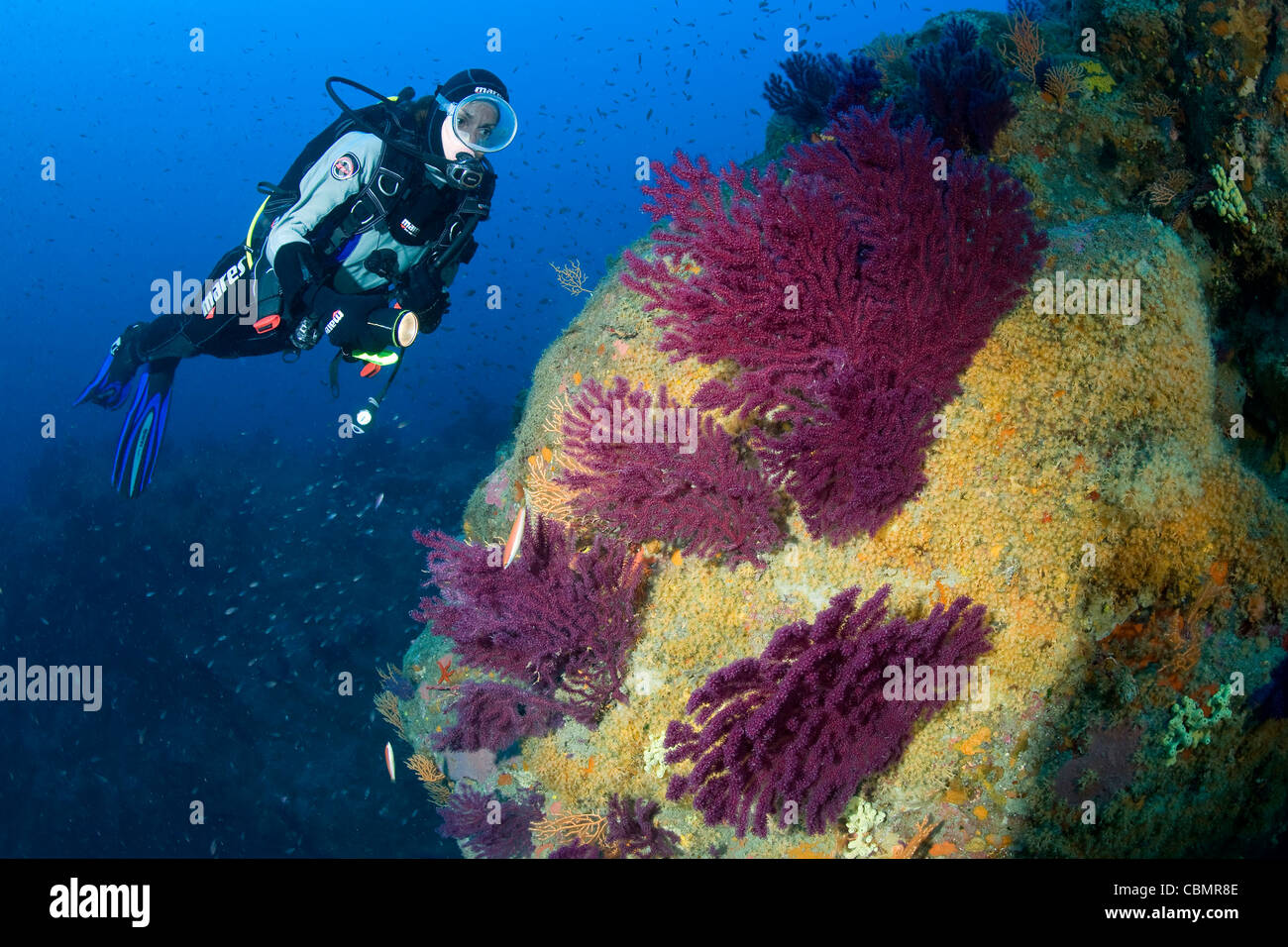 Colorful Gorgonian in Coral Reef and Scuba Diver, Paramuricea clavata, Parazoanthus axinellae, Ischia, Mediterranean Sea, Italy Stock Photo