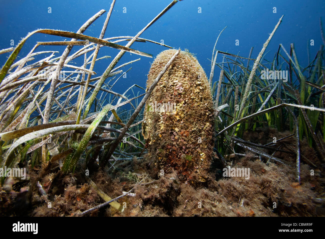 Pen shell in Seagrass Meadows, Pinna Nobilis, Posidonia oceanica, Ischia, Mediterranean Sea, Italy Stock Photo