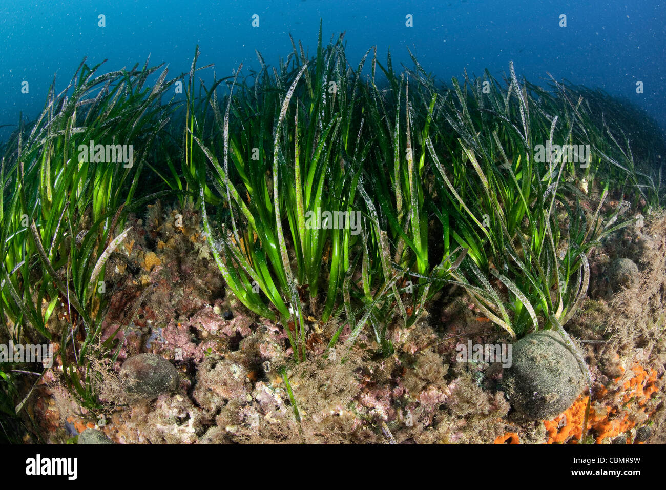 Sea grass ecosystem hi-res stock photography and images - Alamy