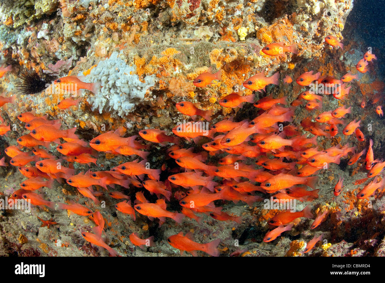 Shoal of Mediterranean Cardinalfish, Apogon imberbis, Ischia, Mediterranean Sea, Italy Stock Photo