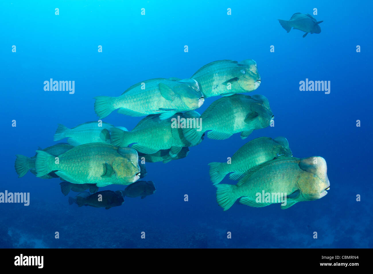 Shoal of Humphead Parrotfish, Bolbometopon muricatum, Shaab Rumi, Red Sea, Sudan Stock Photo