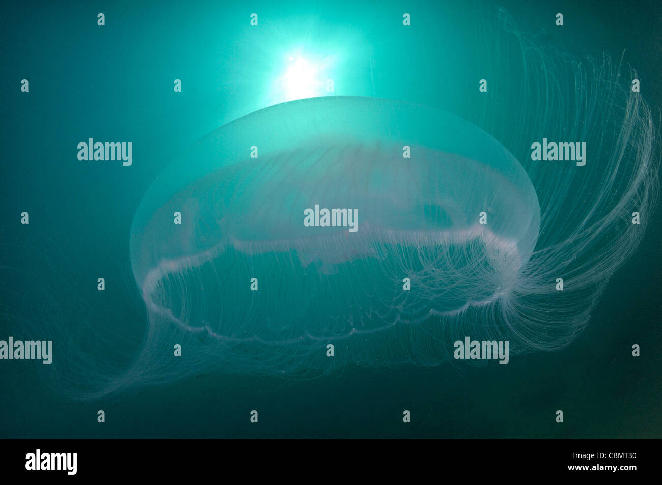 Moon Jellyfish, Aurelia aurita, Piran, Adriatic Sea, Slovenia Stock Photo