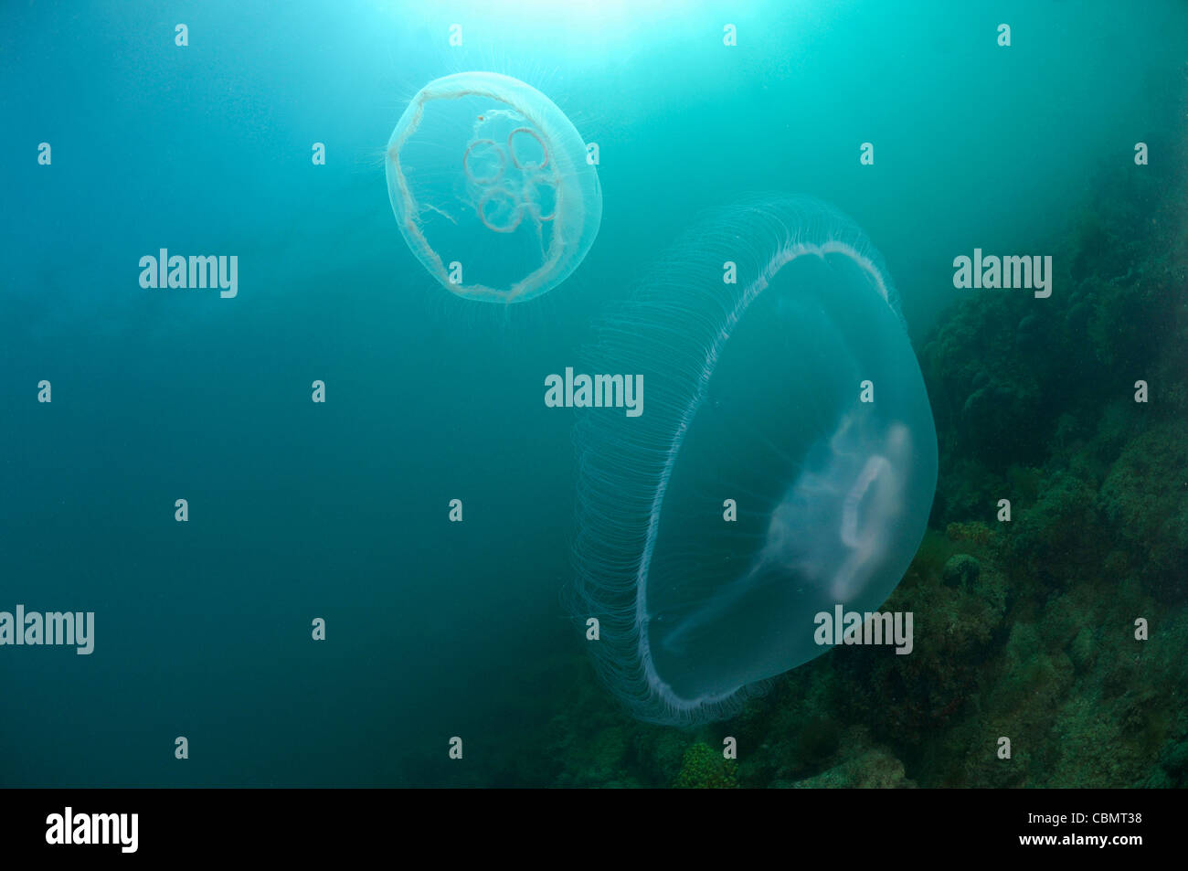 Moon Jellyfish, Aurelia aurita, Piran, Adriatic Sea, Slovenia Stock Photo