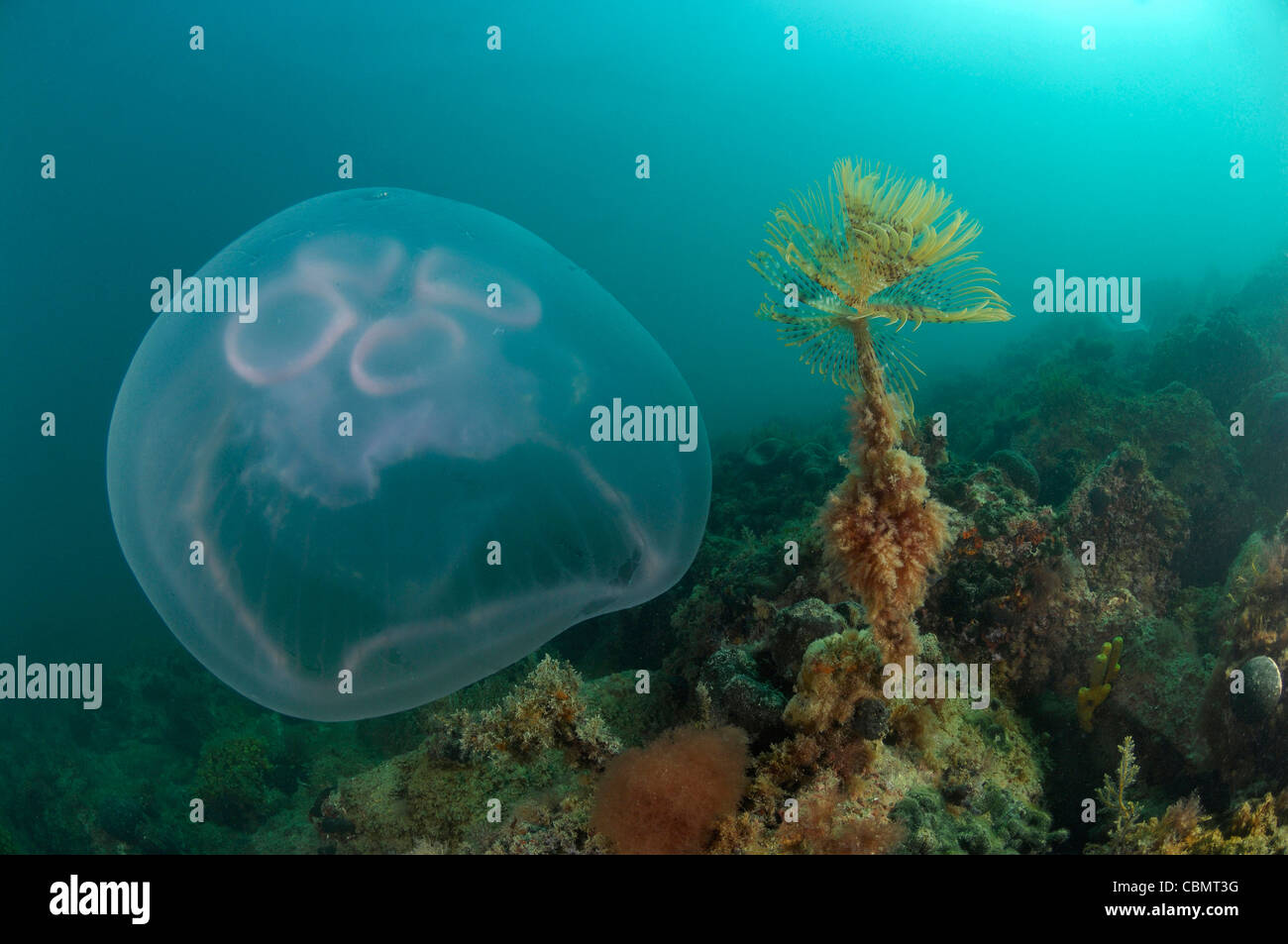 Moon Jellyfish, Aurelia aurita, Piran, Adriatic Sea, Slovenia Stock Photo