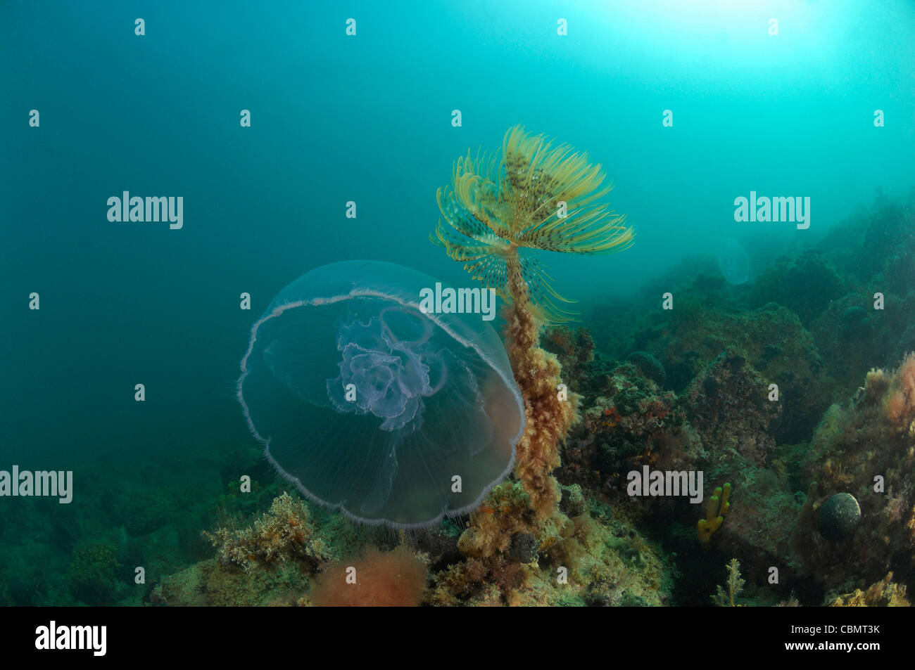 Moon Jellyfish, Aurelia aurita, Piran, Adriatic Sea, Slovenia Stock Photo